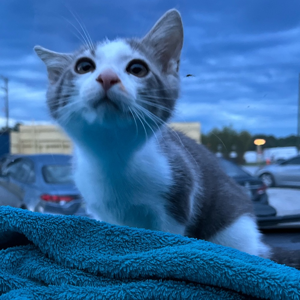 Meet your Posher 🐈‍⬛